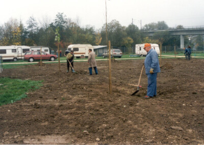 2000_Pflanzung-Schattenspender_800x526.jpg